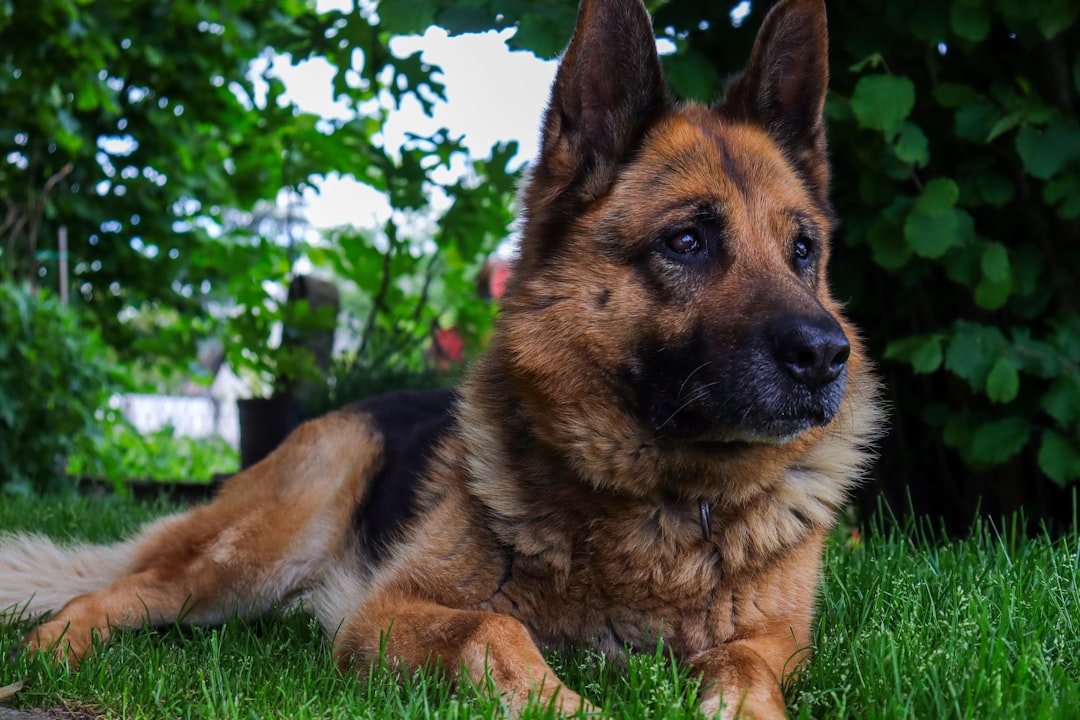 The Working Line German Shepherd: A Versatile and Devoted Breed